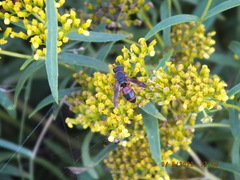 Pachodynerus erynnis
