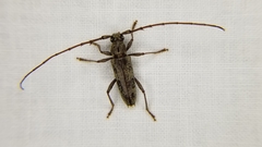 Elaphidion mucronatum