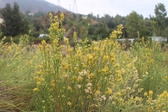 Lepidospartum squamatum