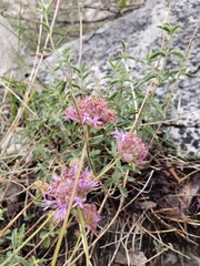 Monardella odoratissima