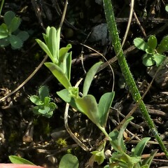 Phyllanthus polygonoides
