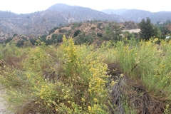 Lepidospartum squamatum