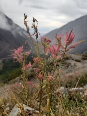 Castilleja linariifolia