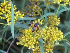 Pachodynerus erynnis