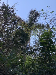 Syagrus
