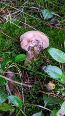 Hypocreaceae