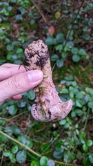 Hypocreaceae