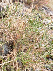 Castilleja linariifolia