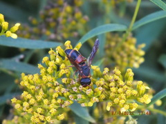Pachodynerus erynnis