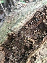 Reticulitermes flavipes