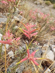 Castilleja linariifolia