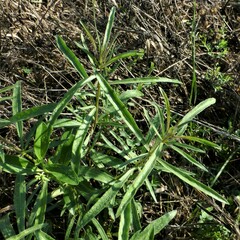 Salvia farinacea