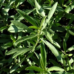 Dyschoriste linearis