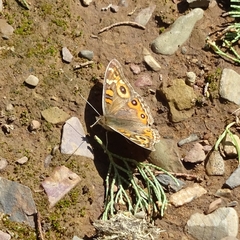 Junonia villida