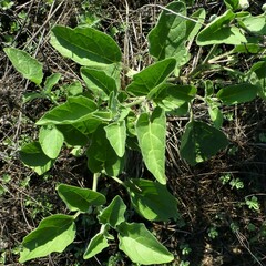 Physalis cinerascens