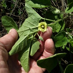 Physalis cinerascens