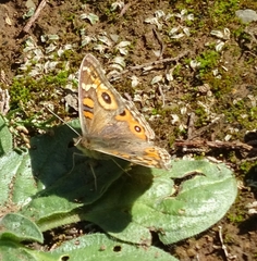 Junonia villida