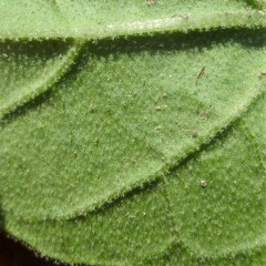 Physalis cinerascens