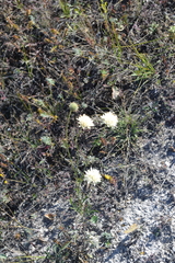 Cephalaria uralensis