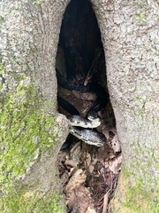 Pantherophis alleghaniensis