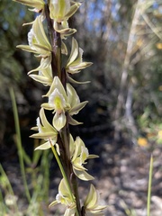 Prasophyllum elatum