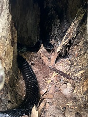 Pantherophis alleghaniensis