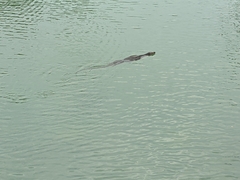 Varanus salvator macromaculatus