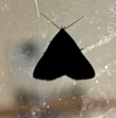 Tetanolita mynesalis