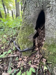 Pantherophis alleghaniensis