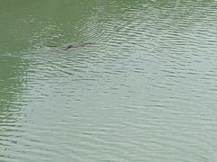 Varanus salvator macromaculatus