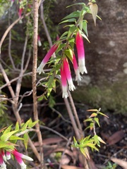 Epacris longiflora