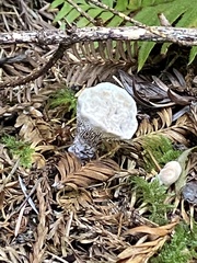 Hydnellum suaveolens