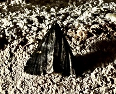 Tetanolita mynesalis