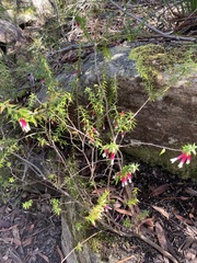 Epacris longiflora