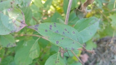 Sphaerulina cornicola