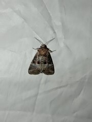 Mesoligia literosa
