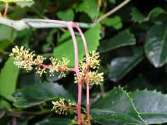 Vitaceae