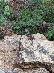 Sceloporus magister