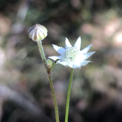 Actinotus minor