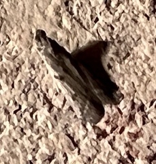 Phycitodes reliquellum