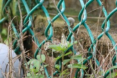 Appias libythea olferna