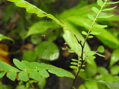 Phyllanthus pulcher