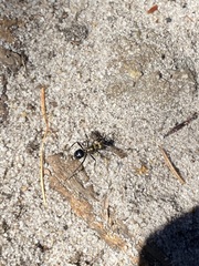 Polyrhachis semiaurata