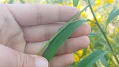 Oenothera filiformis