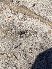 Polyrhachis semiaurata