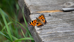 Nymphalis xanthomelas