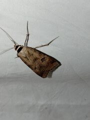 Lygephila ludicra