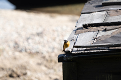 Phoenicurus auroreus