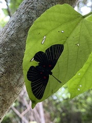Melanis cephise