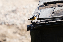 Phoenicurus auroreus